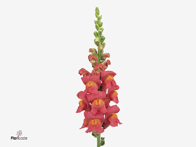 Antirrhinum majus 'Potomac Rose'