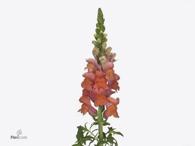 Antirrhinum majus 'Monaco Orange'