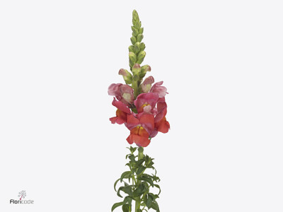 Antirrhinum majus 'Maryland Orange'