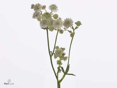 Astrantia major Magical Sparkling Stars Pink