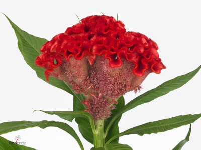 Celosia argentea (Cristata Grp) Smashing