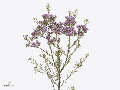 Chamelaucium uncinatum Sexy Pop