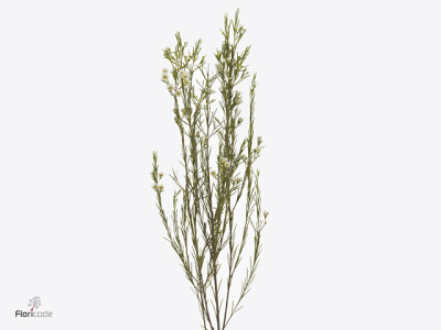 Chamelaucium uncinatum 'White Star'