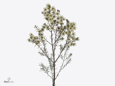 Chamelaucium megalopetalum 'Gil'