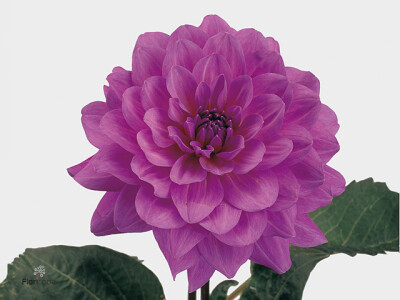 Dahlia (Decorative Grp) 'Karma Lagoon'