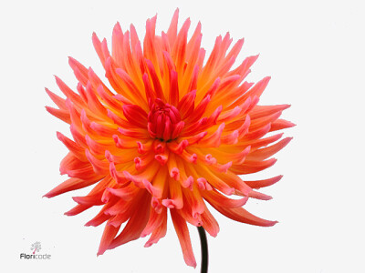 Dahlia (Cactus Grp) 'Karma Sangria'