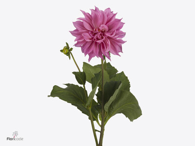Dahlia (Decorative Grp) 'Cafe Au Lait RosÃ©'