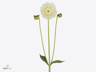 Dahlia 'Ice Ice Baby'