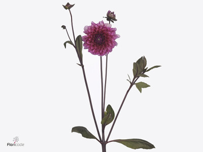 Dahlia (Decorative Grp) 'Molly Raven'