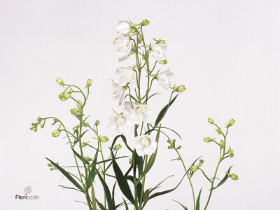 Delphinium enkelbloemig (Belladonna Grp) 'Sneeuwwitje'