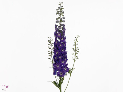 Delphinium dubbelbloemig (Elatum Grp) 'Dewi Rome'