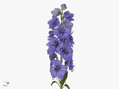 Delphinium (Elatum Grp) 'Delphi's Eveninglight'