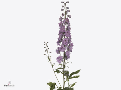 Delphinium (Elatum Grp) 'Dewi Melody'