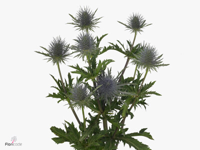 Eryngium Magical Anita