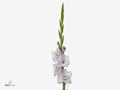 Gladiolus (Large-flowered Grp) 'Lakeland'