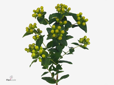 Hypericum x inodorum Magical Green Revival