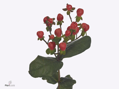 Hypericum x inodorum Go Top