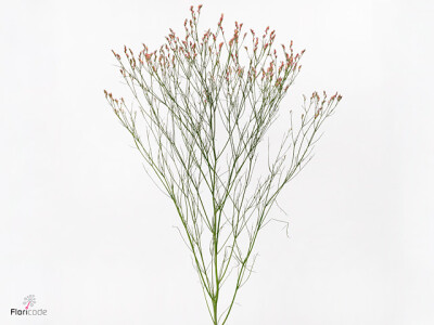 Limonium sinense Max Diamond