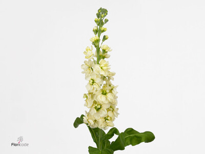 Matthiola incana 'Phantom Cream'