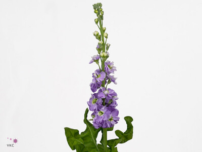 Matthiola incana 'Phantom Lavender'