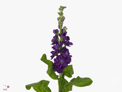 Matthiola incana 'Jordyn Deep Blue'