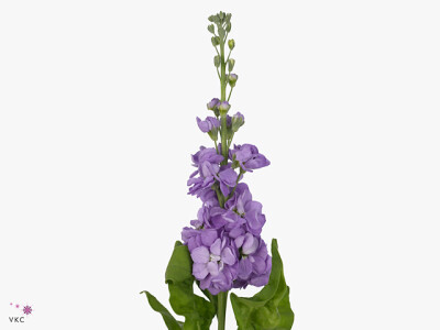 Matthiola incana 'Jordyn Lavender'