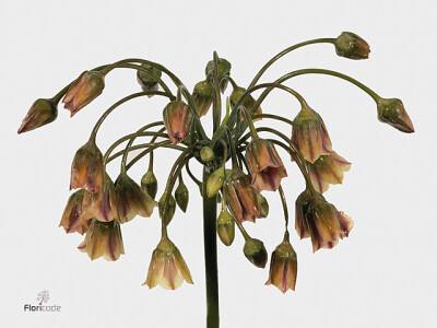 Allium siculum subsp. dioscoridis (Nectaroscordum Grp)