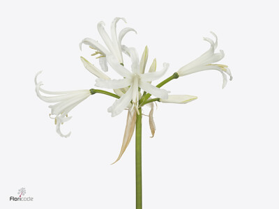 Nerine (Bowdenii Grp) 'Like a Virgin'