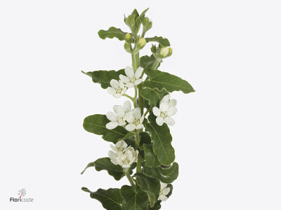 Oxypetalum coeruleum 'Perfect White Harmony'