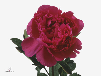 Paeonia (Lactiflora Grp) 'Kansas'