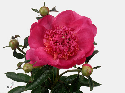 Paeonia (Lactiflora Grp) 'Sebastiaan Maas'