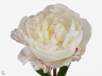 Paeonia (Lactiflora Grp) 'Jubilee'