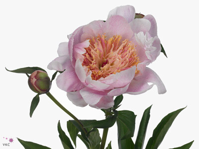 Paeonia (Lactiflora Grp) 'Ewelina'