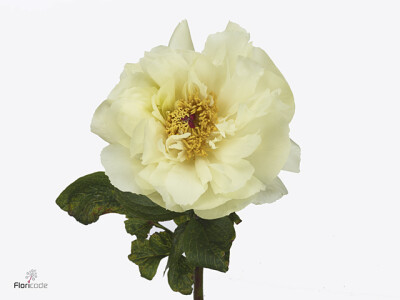 Paeonia (Herb. Hybrid Grp) 'Vanilla Schnapps'