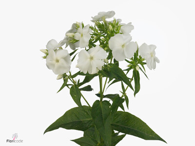 Phlox (Paniculata Grp) Whitecap