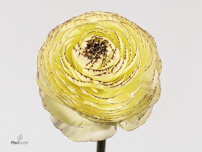 Ranunculus Ranobelle Inra Picotee Wit