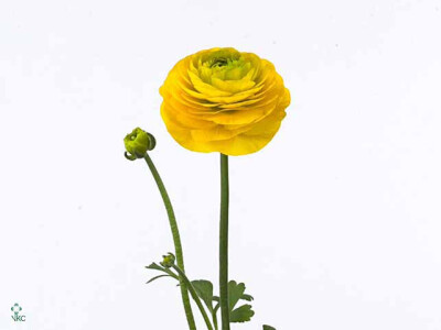 Ranunculus asiaticus 'Pauline Gold'