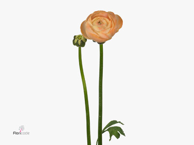 Ranunculus asiaticus 'Aazur Salmon'