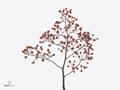 Rosa Prinsberry Orange