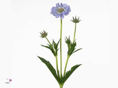 Scabiosa caucasica 'Midsummer Sky'