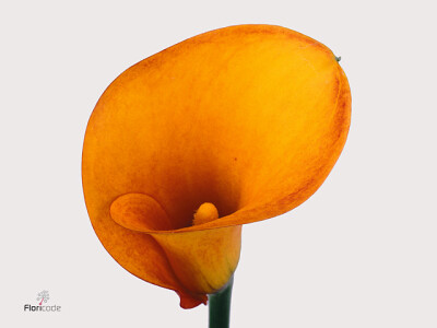 Zantedeschia 'Hot Shot'