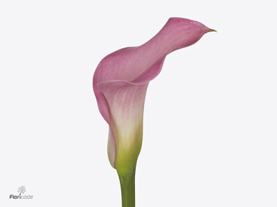 Zantedeschia 'Sweet Misty'