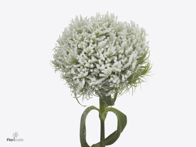 Dianthus barbatus Green Trick kleurbehandeld H%