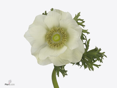 Anemone coronaria 'Gemstone White'