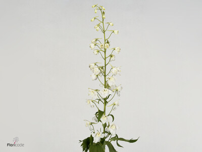 Delphinium (Elatum Grp) 'Magic Fountains White'
