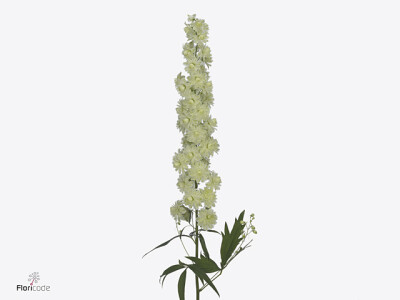 Delphinium Highlander Samba