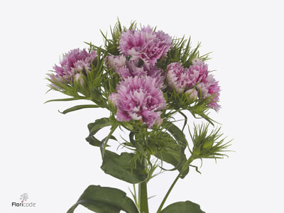 Dianthus barbatus 'Doblino Fans'