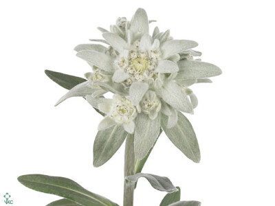 Leontopodium alpinum Silver Euro
