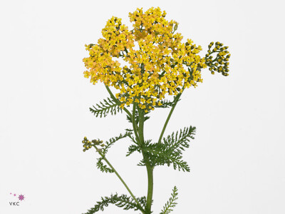 Achillea millefolium 'Jo-Ann'