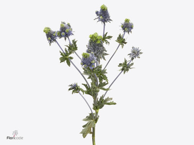 Eryngium planum Titan Questar